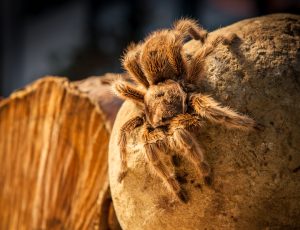 Chilean Rose Hair Tarantula